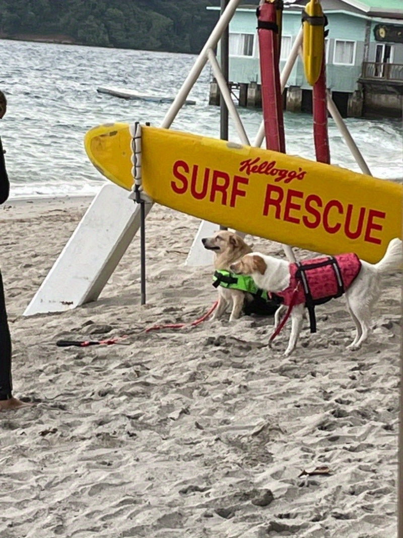 Dog Life Jacket Swim Wear Shirts